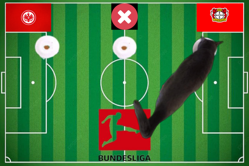 Lựa chọn của chú mèo tiên tri trước trận Leverkusen vs Frankfurt