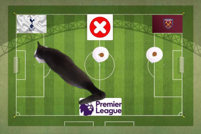 Lựa chọn của chú mèo tiên tri trước trận Tottenham vs West Ham