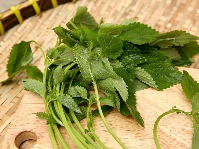 Rau kinh giới chứa flavonoid, terpen, coumain, saponin, alkaloid, sterol và tannin.