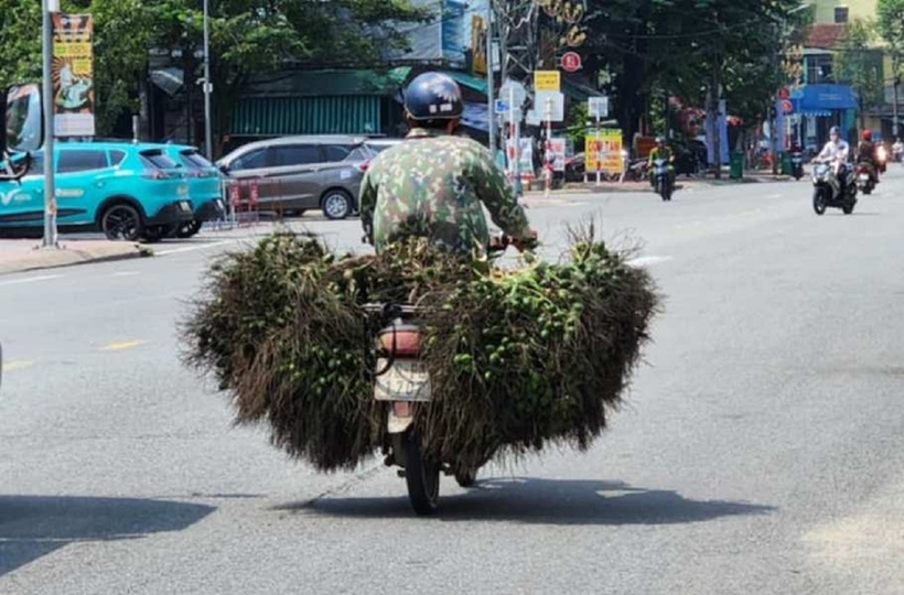 Do Trung Quốc hạn chế thu mua, giá cau đang giảm dần. Ảnh: Tuổi Trẻ