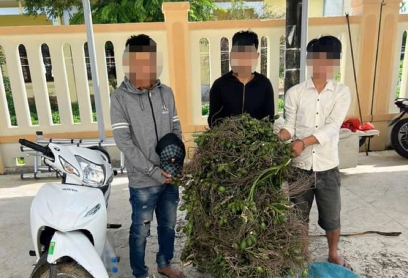 Nhóm trộm cau ở Quảng Ngãi cùng tang vật. Ảnh: PLO