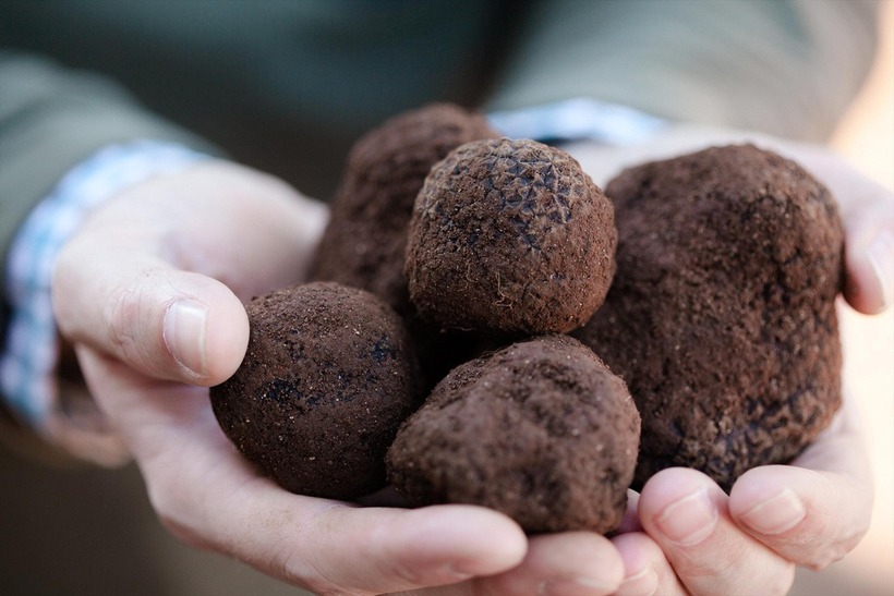 Nấm truffle chỉ mọc tự nhiên ở một số vùng nhất định trên thế giới, chủ yếu ở châu Âu, đặc biệt là Pháp và Ý.