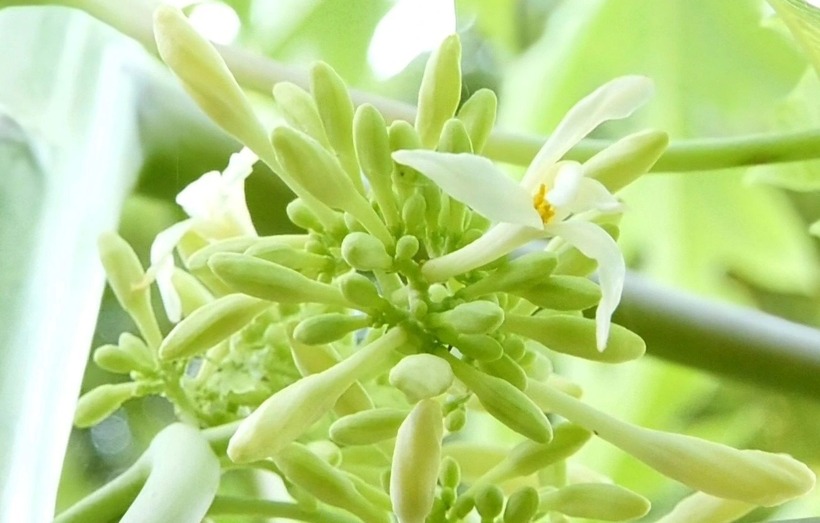 Hoa đu đủ đực từ lâu đã được biết đến như một loại "thần dược" trong y học cổ truyền với nhiều công dụng tuyệt vời cho sức khỏe.