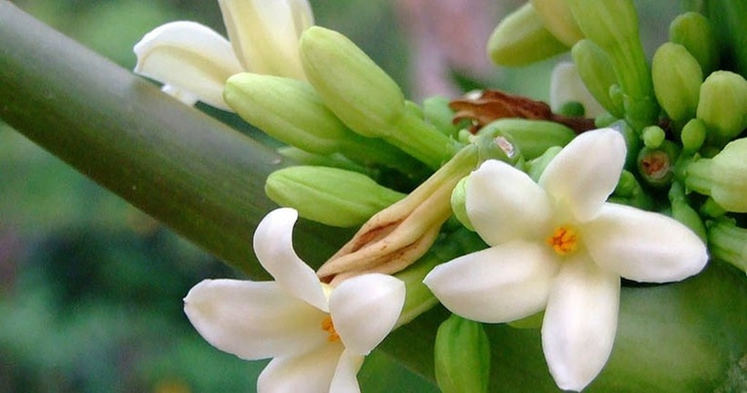 Mặc dù có nhiều công dụng tuyệt vời, nhưng việc sử dụng hoa đu đủ đực cũng cần lưu ý.