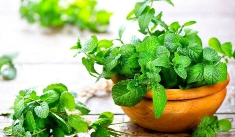 Không nên lạm dụng bạc hà, đặc biệt là dưới dạng tinh dầu đậm đặc. Ảnh minh họa