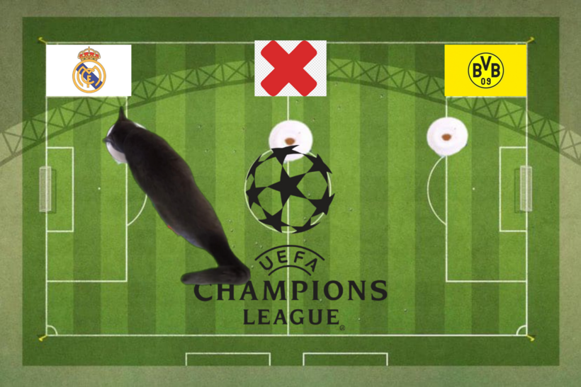 Lựa chọn của chú mèo tiên tri trước trận Real Madrid vs Dortmund