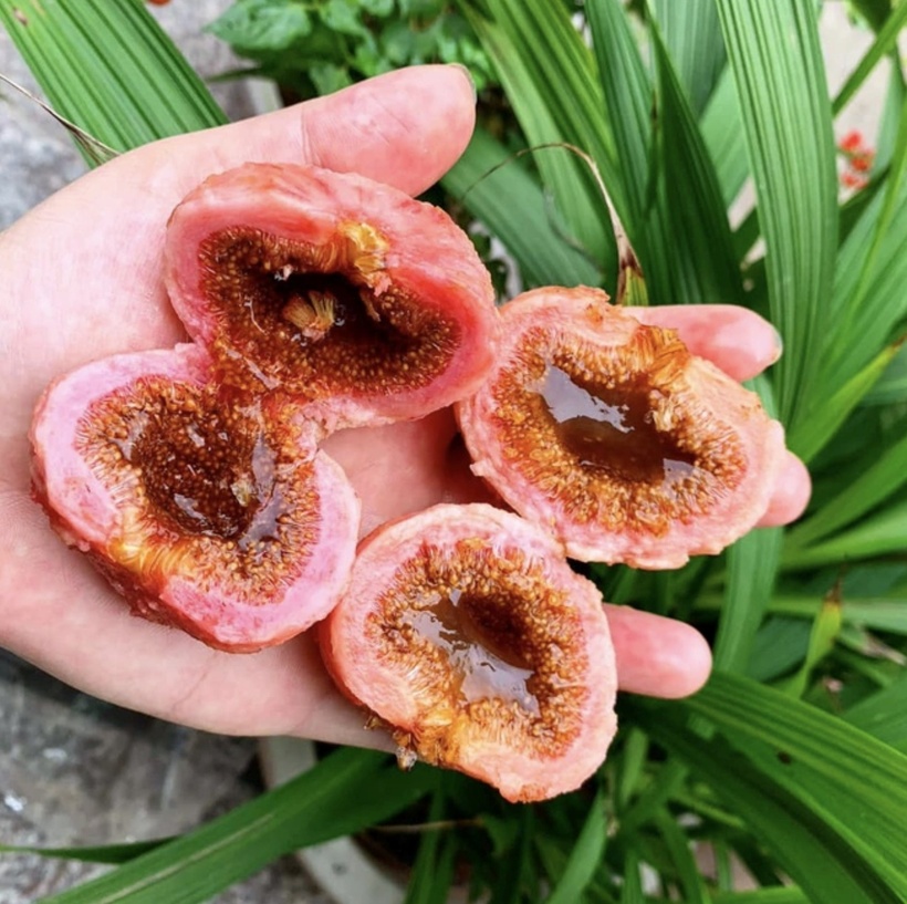 Quả ngoã mật. Ảnh: BVCC.