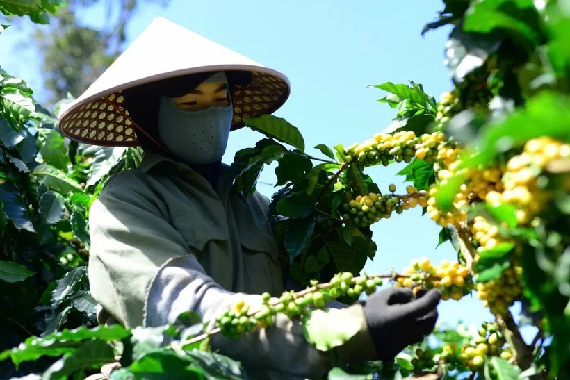 Để đảm bảo sản phẩm đạt tiêu chuẩn, cà phê sẽ được anh Thắng chọn lọc, hái quả chín 100%. Ảnh: Báo Công Thương