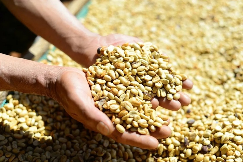 Sản phẩm cà phê từ mô hình của anh Thắng được xuất khẩu tới thị trường Hàn Quốc, Nhật Bản, Mỹ... Ảnh: Dân Việt