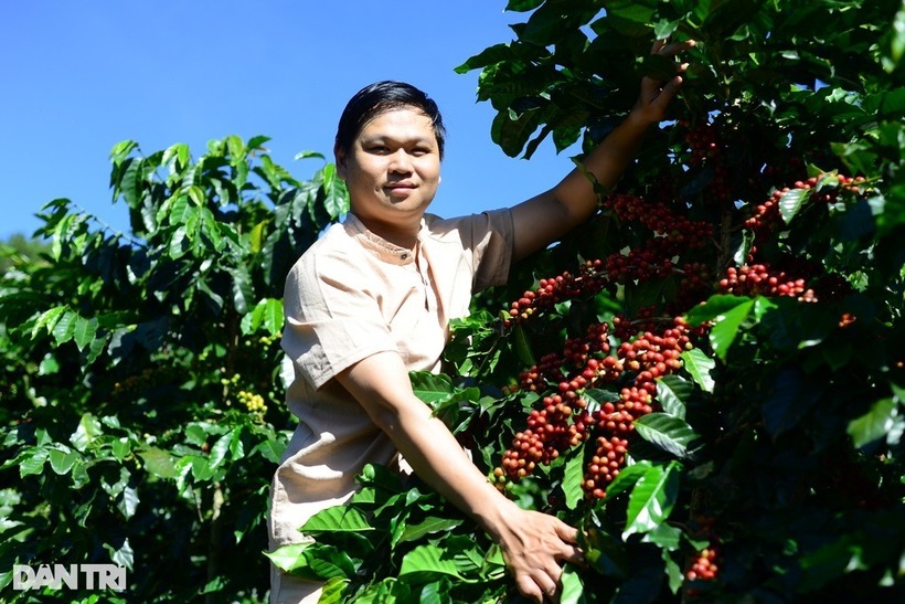 Anh Thắng nghỉ việc ở TPHCM, chuyển lên Đà Lạt trồng cà phê. Ảnh: Dân trí