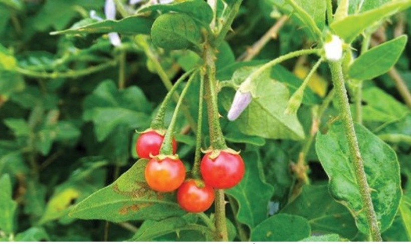 Quả cà gai leo. Ảnh minh họa