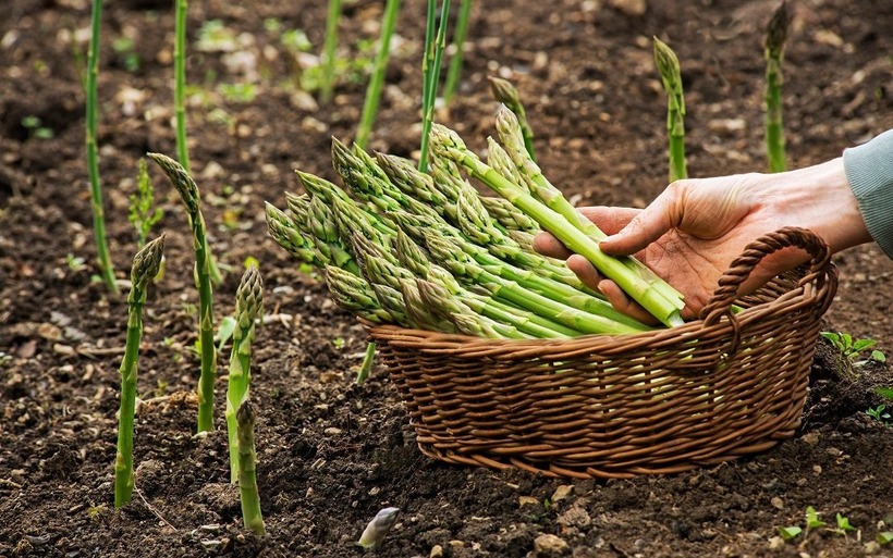 Măng tây chứa một lượng cao axit amin asparagine giúp duy trì sức khỏe của hệ tiết niệu. Ảnh minh họa