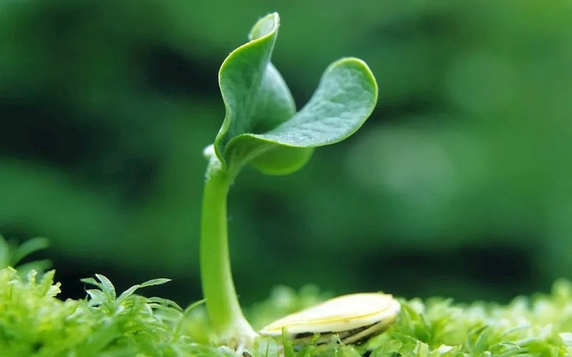 Không phải ai cũng thích hợp để sử dụng mầm đậu nành.