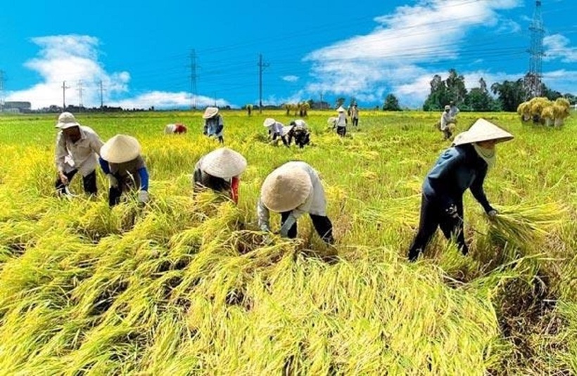 9 tháng qua tổng sản lượng lúa cả nước vẫn đạt 34,01 triệu tấn, tăng 1,5% so với cùng kỳ năm ngoái. Ảnh minh họa