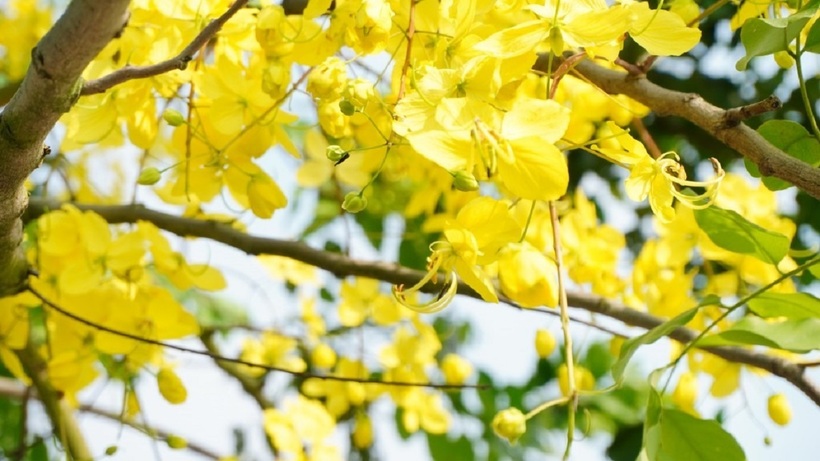 Hoa muồng hoàng yến mang nhiều ý nghĩa