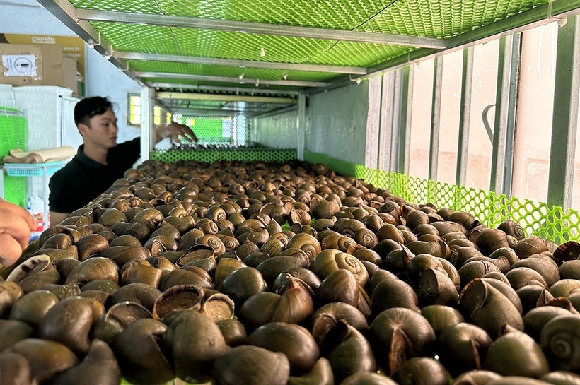 Anh còn có 1 cửa hàng chuyên bán ốc gác bếp. Ảnh: VietNamnet