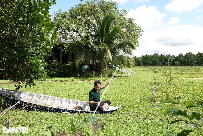 Ao nuôi ốc rộng 6.000m2 của anh Vinh hợp. Ảnh: Dân trí