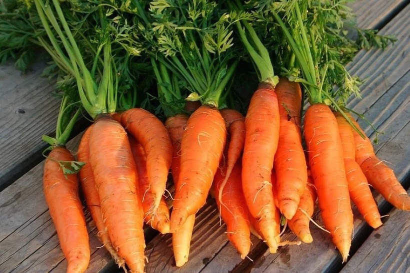 Cà rốt là loại củ quen thuộc trong bữa ăn hàng ngày của người Việt.