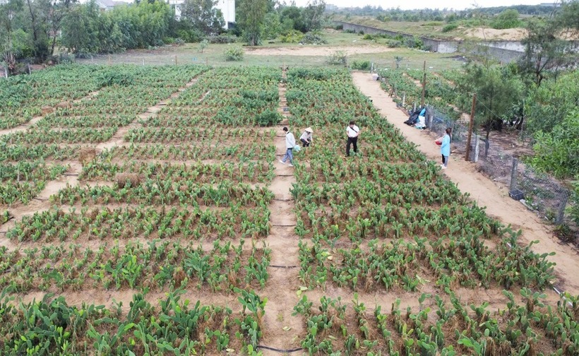 Vùng nguyên liệu cây xương rồng của anh Trần Văn Vũ. Ảnh: Báo Phú Yên