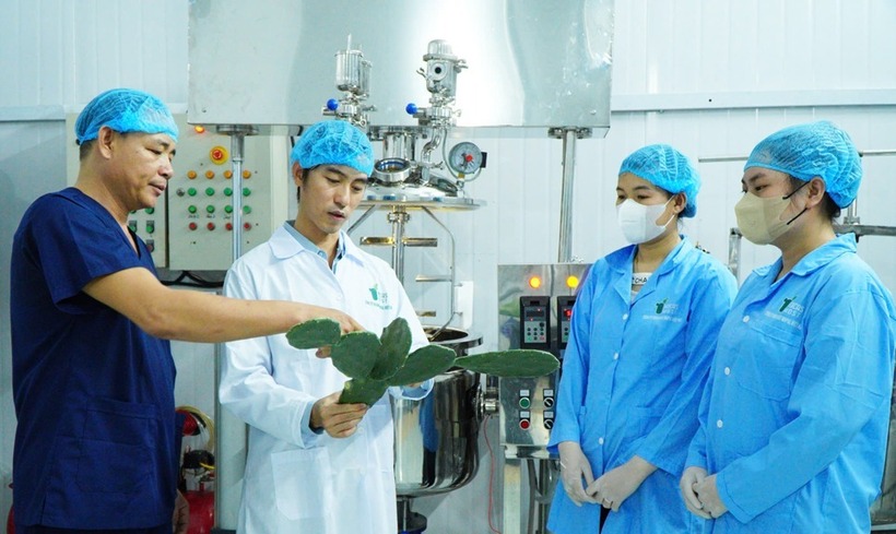 Anh Vũ tìm hướng đi mới cho cây lưỡi rồng. Ảnh: Báo Phú Yên