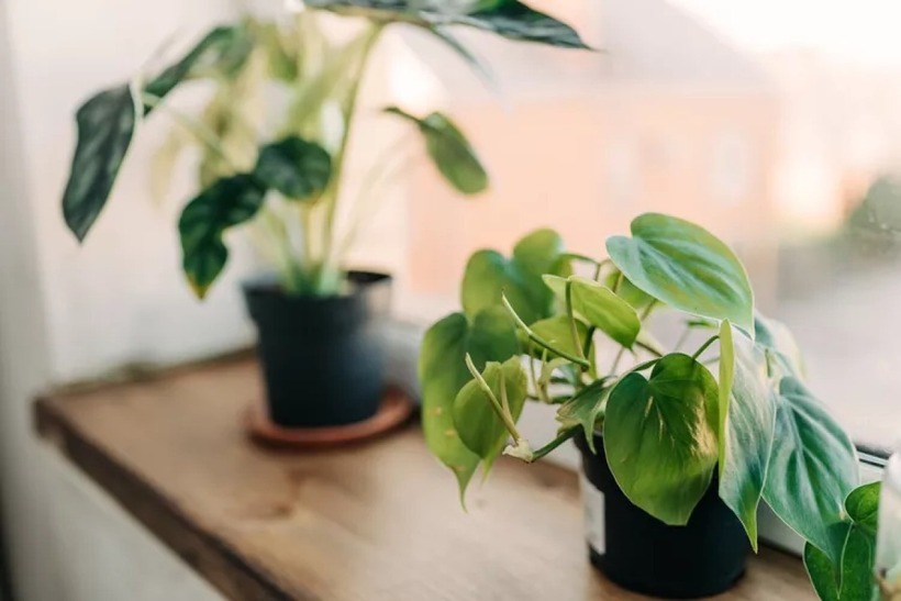 Cây trồng trong nhà cũng có thể bị sâu bệnh tấn công.