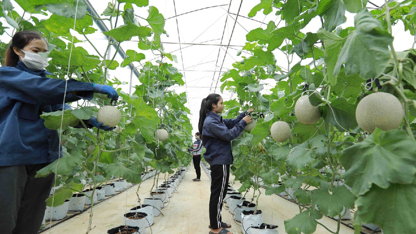 Hợp tác xã Tinh Hoa Farm ở phường Tân Lập, thành phố Buôn Ma Thuột (Đắk Lắk). Ảnh: TTXVN