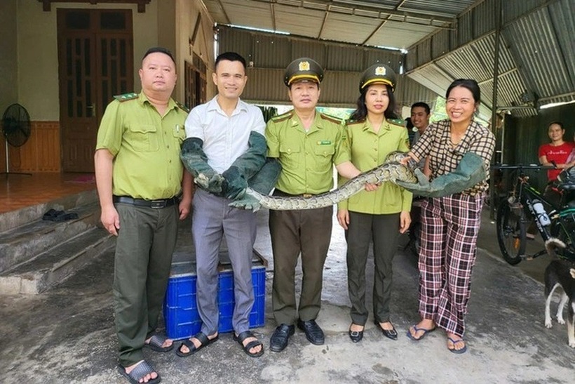 Con trăn đất được bàn giao cho cơ quan chức năng. (Ảnh: Dân trí)
