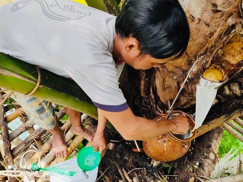Lúc mới lấy từ cây ra nước trong vắt, uống vào có vị ngọt, mát như nước dừa. Ảnh: Dân Việt
