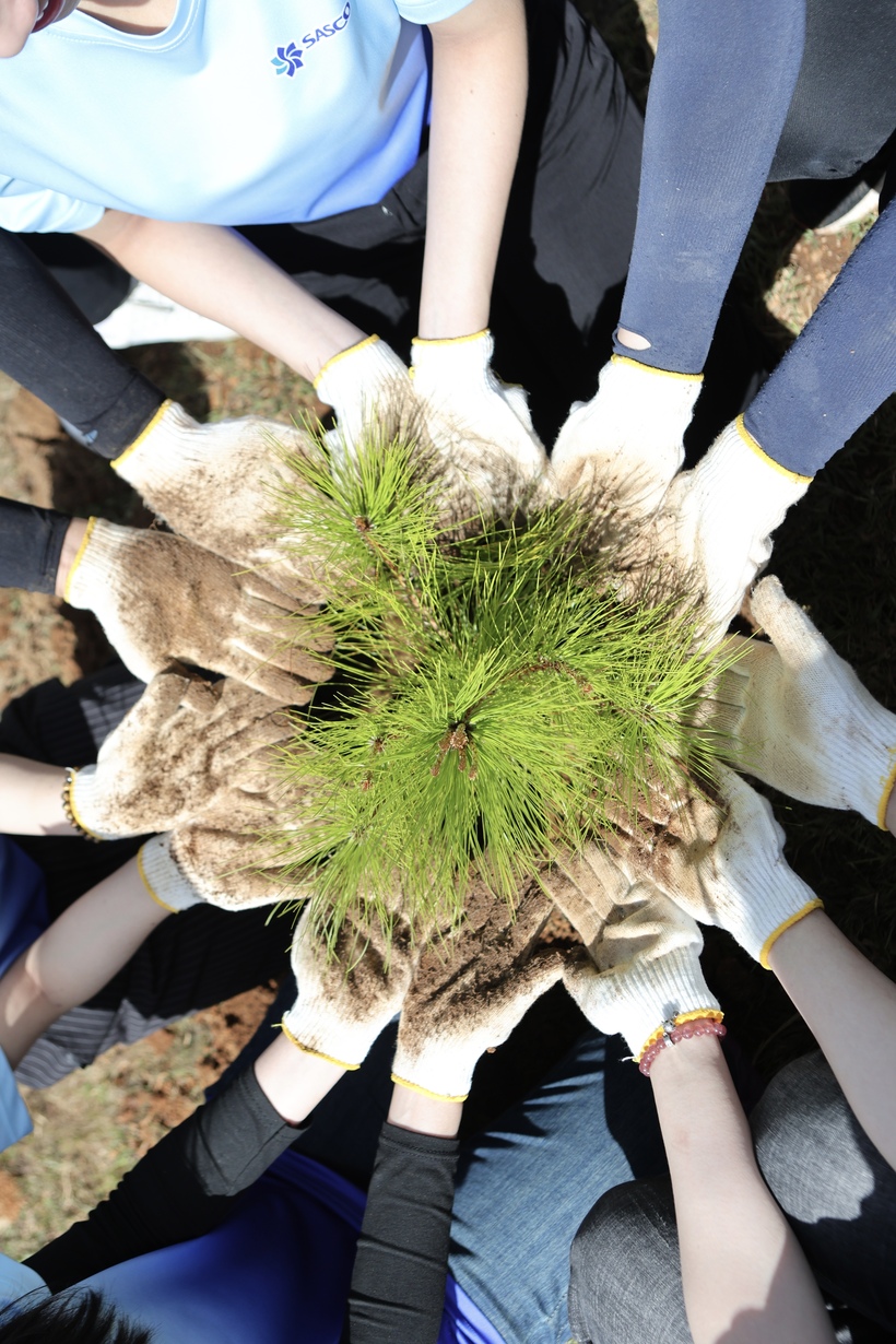 SASCO trồng cây xanh tặng "xứ sở ngàn thông" Đà Lạt - 5