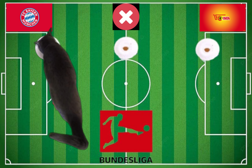 Dự đoán của chú mèo tiên tri trước trận Bayern vs Union Berlin