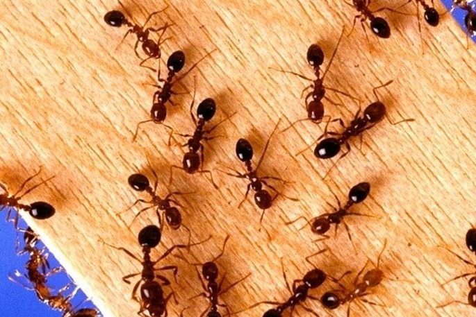 Uống nhầm thuốc diệt kiến do con gái để trong tủ lạnh, người đàn ông đi cấp cứu. Ảnh minh họa.