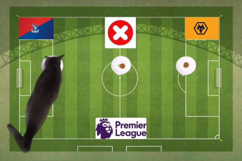 Dự đoán của chú mèo tiên tri trước trận Wolves vs Crystal Palace