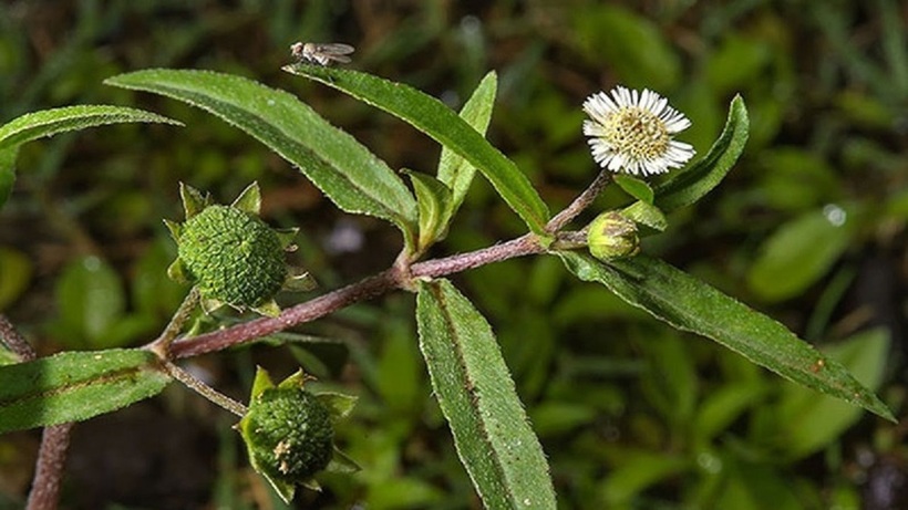 Cỏ nhọ nồi (Hạn liên thảo).