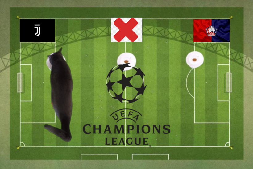 Dự đoán của chú mèo tiên tri trước trận Lille vs Juventus