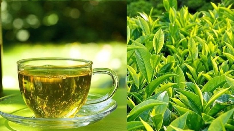 Trà xanh từ lâu đã được biết đến như một thức uống bổ dưỡng với nhiều lợi ích cho sức khỏe.