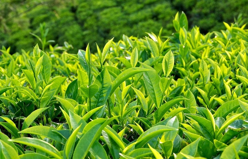 Uống trà xanh quá đặc hoặc quá nóng cũng có thể gây tổn thương niêm mạc dạ dày, thực quản.