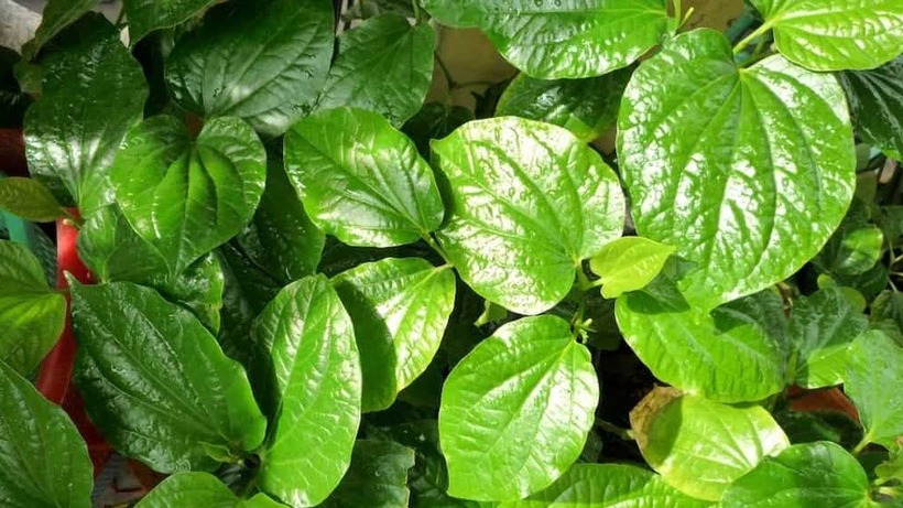 Lá lốt, một loại rau thơm quen thuộc trong bữa ăn của người Việt.