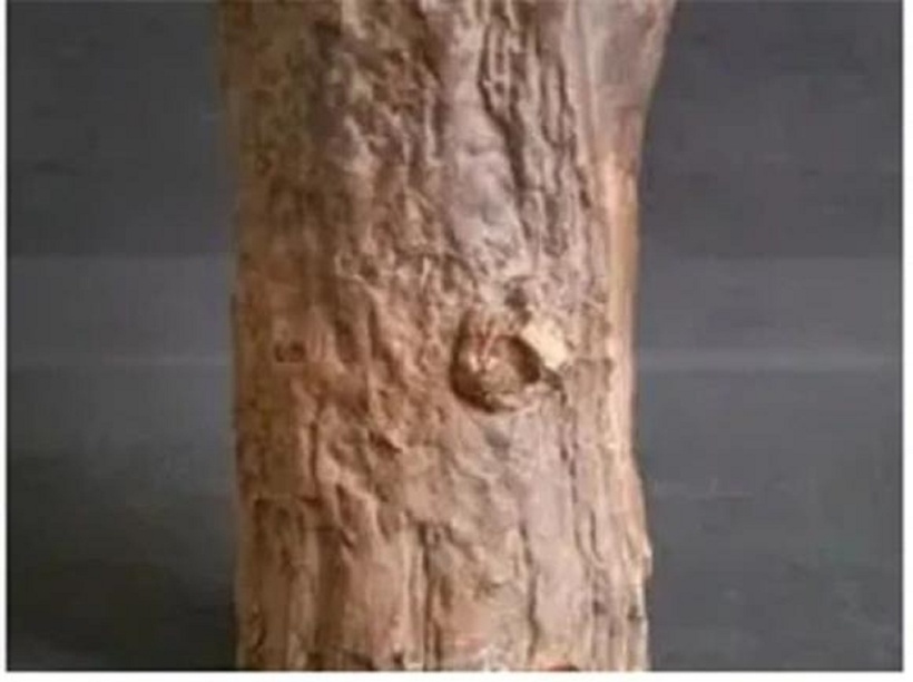 Bà lão tình cờ nhặt được một khúc gỗ sần sùi, xấu xí. Ảnh: Sohu