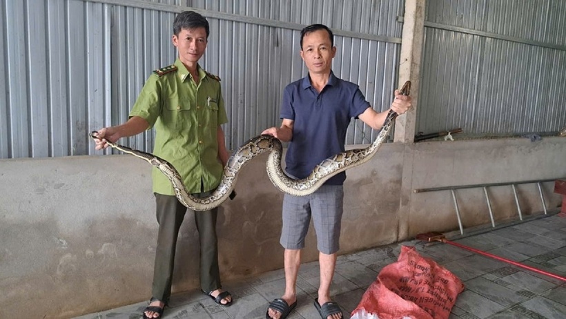 Cá thể trăn được giao nộp để thả về môi trường tự nhiên. Ảnh: Tiền Phong
