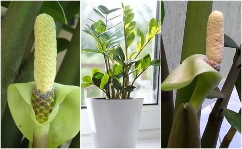 Khi cây kim tiền ra hoa, nó không chỉ mang lại vẻ đẹp cho không gian sống mà còn mang ý nghĩa phong thủy. Khi cây kim tiền nở hoa, bạn sẽ cảm thấy vô cùng hạnh phúc và tự hào.