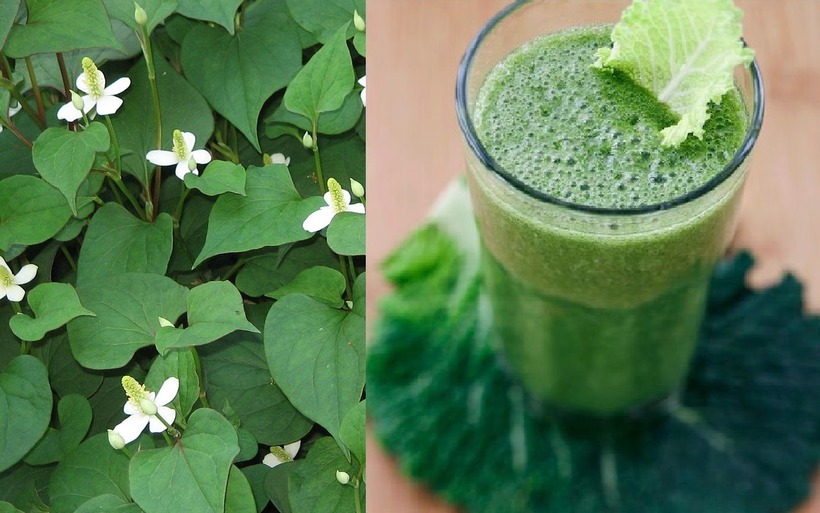 Diếp cá hoàn toàn không có công dụng bổ thận tráng dương. Ảnh minh họa