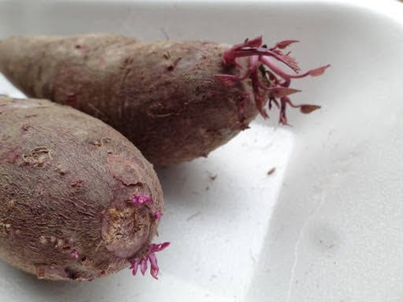 Khoai lang mọc mầm dễ bị nhiễm nấm mốc, sinh ra độc tố ipomeamarone gây hại cho gan.