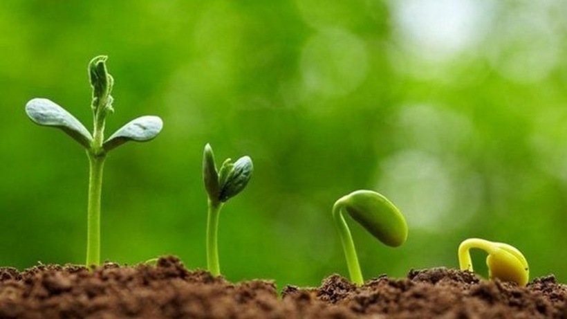 Trẻ em, người già, phụ nữ mang thai và người có hệ tiêu hóa kém nên hạn chế ăn củ, quả mọc mầm.