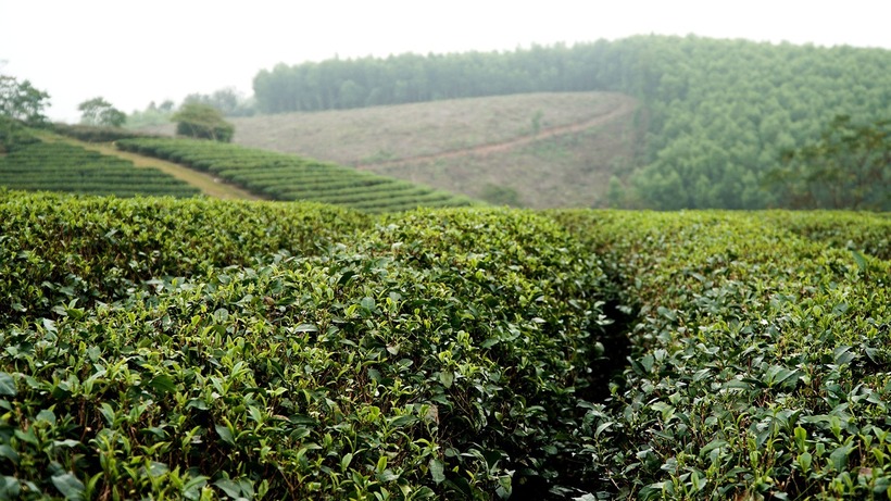 Đồi chè Thanh Chương