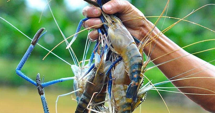 Tôm tươi ngon có phần đầu và thân gắn chặt với nhau, không bị rời rạc hay có dấu hiệu đứt lìa.