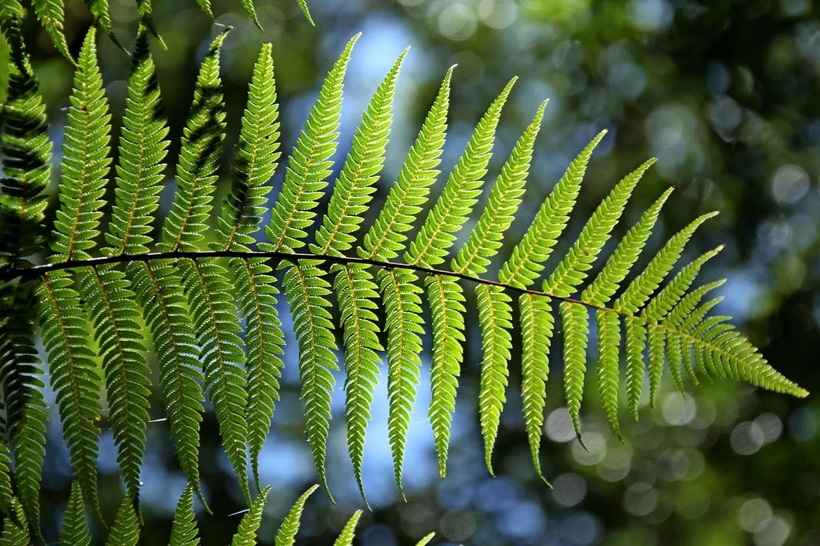 Cây Dương Xỉ