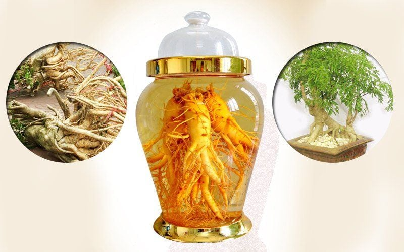 Cây đinh lăng ngâm rượu có tác dụng gì?