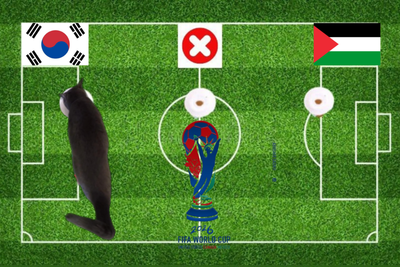 Dự đoán của chú mèo tiên tri trước trận Palestine vs Hàn Quốc