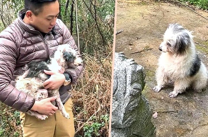 Chú chó đáng thương xem mộ chủ cũ chính là nhà, luôn ở bên không rơi. Ảnh: SCMP