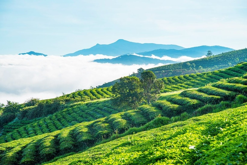 Đồi chè Tâm Châu thuộc TP Bảo Lộc, cách trung tâm TP Đà Lạt 120km.